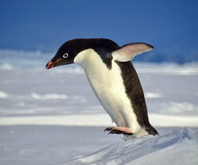 El Niño could accelerate the melting of Antarctica