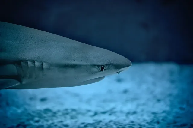 Sharks remain extremely dangerous in Florida