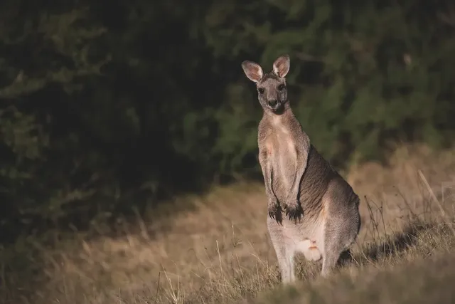 Australia exceeds 10,000 deaths from the COVID-19 pandemic