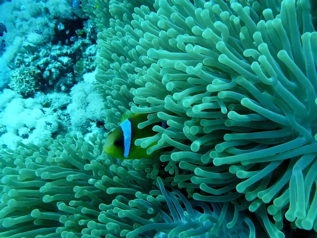 Finally, a good decision by the UN to protect the coral reef
