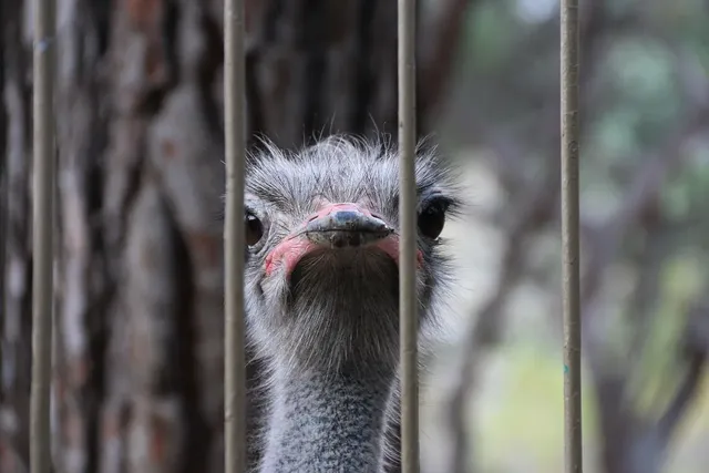 Japan, a revolutionary ostrich antibody mask that detects Covid 19