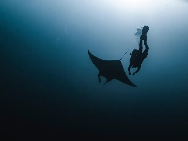 Let’s save the manta rays that are being slaughtered in Gaza