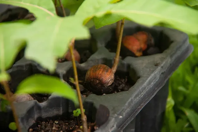 Ivorian government seeks more than $1 billion for reforestation