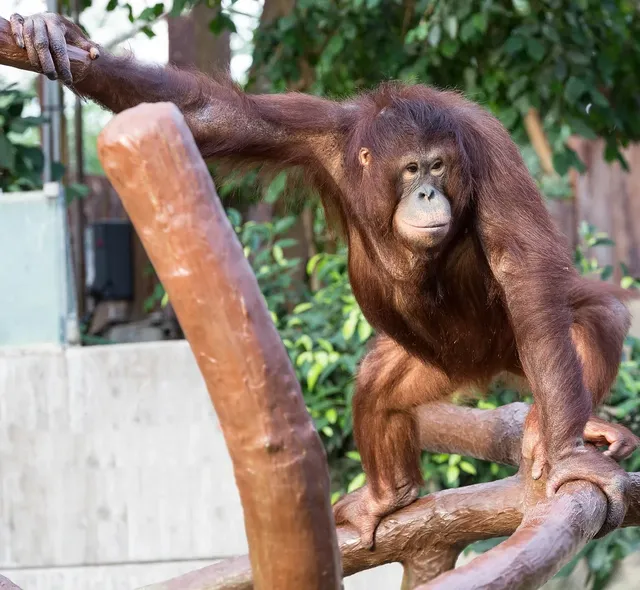 The series continues for the Planet of the Apes with the 4