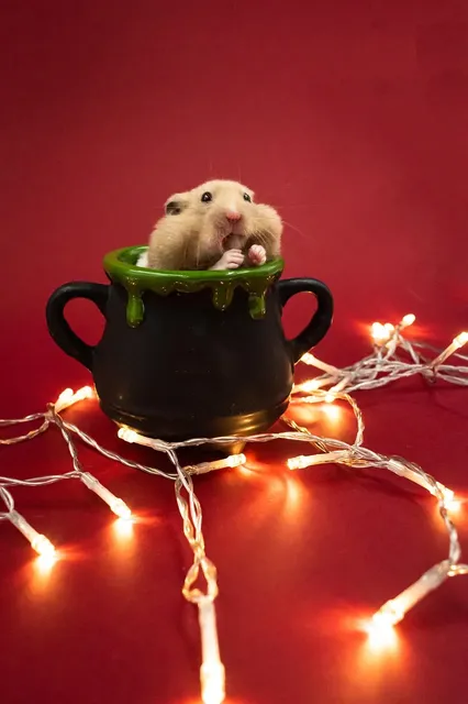 Covid 19 s?implante chez les animaux à Hong Kong et notamment les ?hamster?