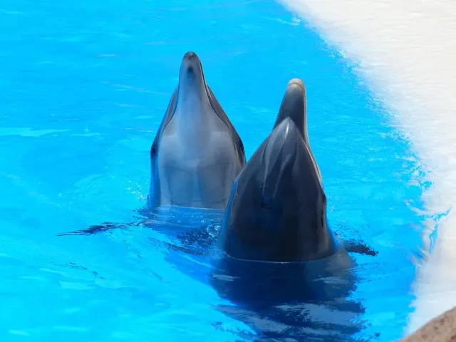 In the Mekong River, dolphins fight for their survival