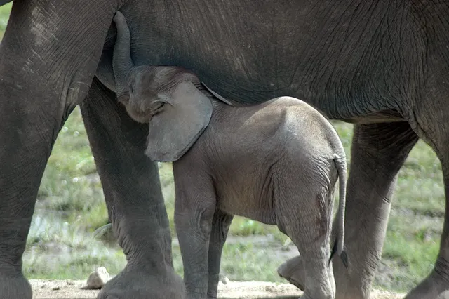 La force des liens de solidarité chez les éléphants