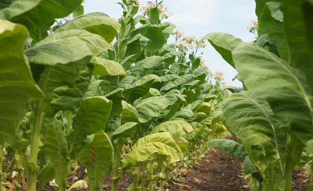 L’adaptation des fabricants de tabac