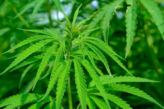 Red zone: American children suffer from cannabis intoxication
