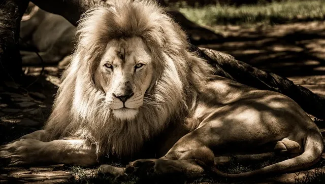 The animal world is in great danger