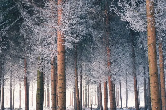 Trees in the city are a solution against heat waves