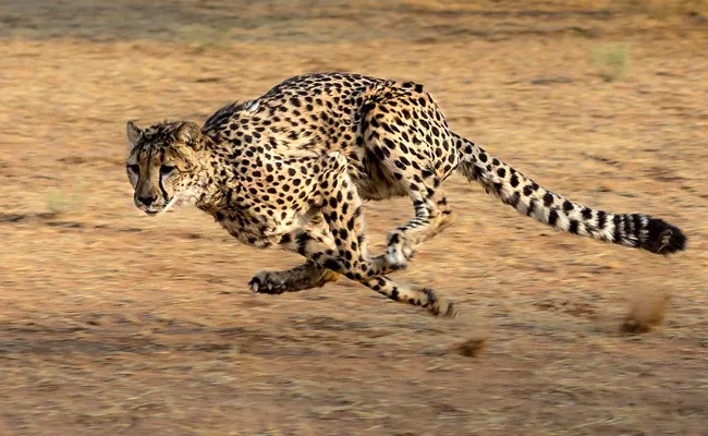 Le guépard, bâti pour courir