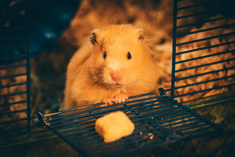 Covid 19 s’implante chez les animaux à Hong Kong et notamment les “hamster”