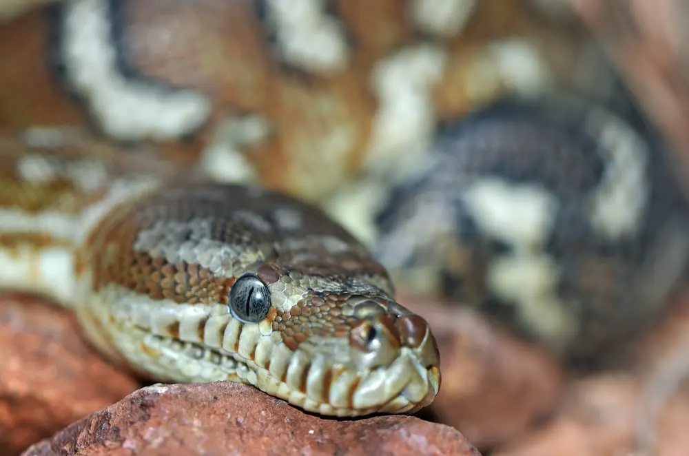 In Maryland, a man was found dead with snakes around him