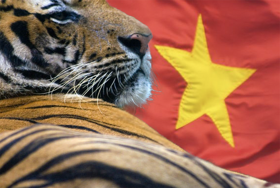 Азиатские тигры. Тигр в Азии.