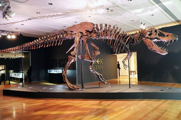 New York will be the scene of a dinosaur skeleton auction