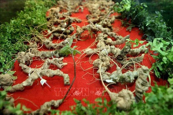Vietnam has the best ginseng in the world
