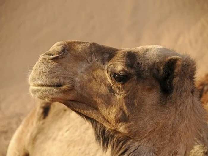 A treatment against cancer thanks to camels
