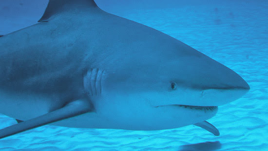 Sharks remain extremely dangerous in Florida
