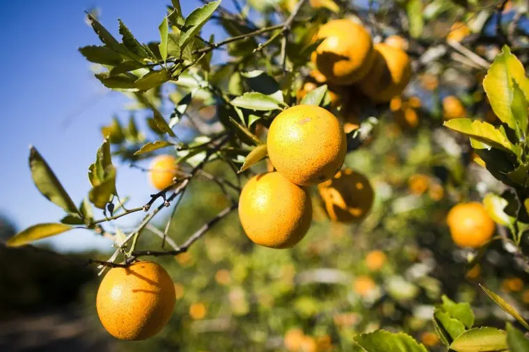Because of Hurricane Ian, orange juice is trading like gold