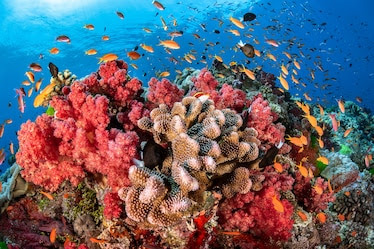 Finally, a good decision by the UN to protect the coral reef
