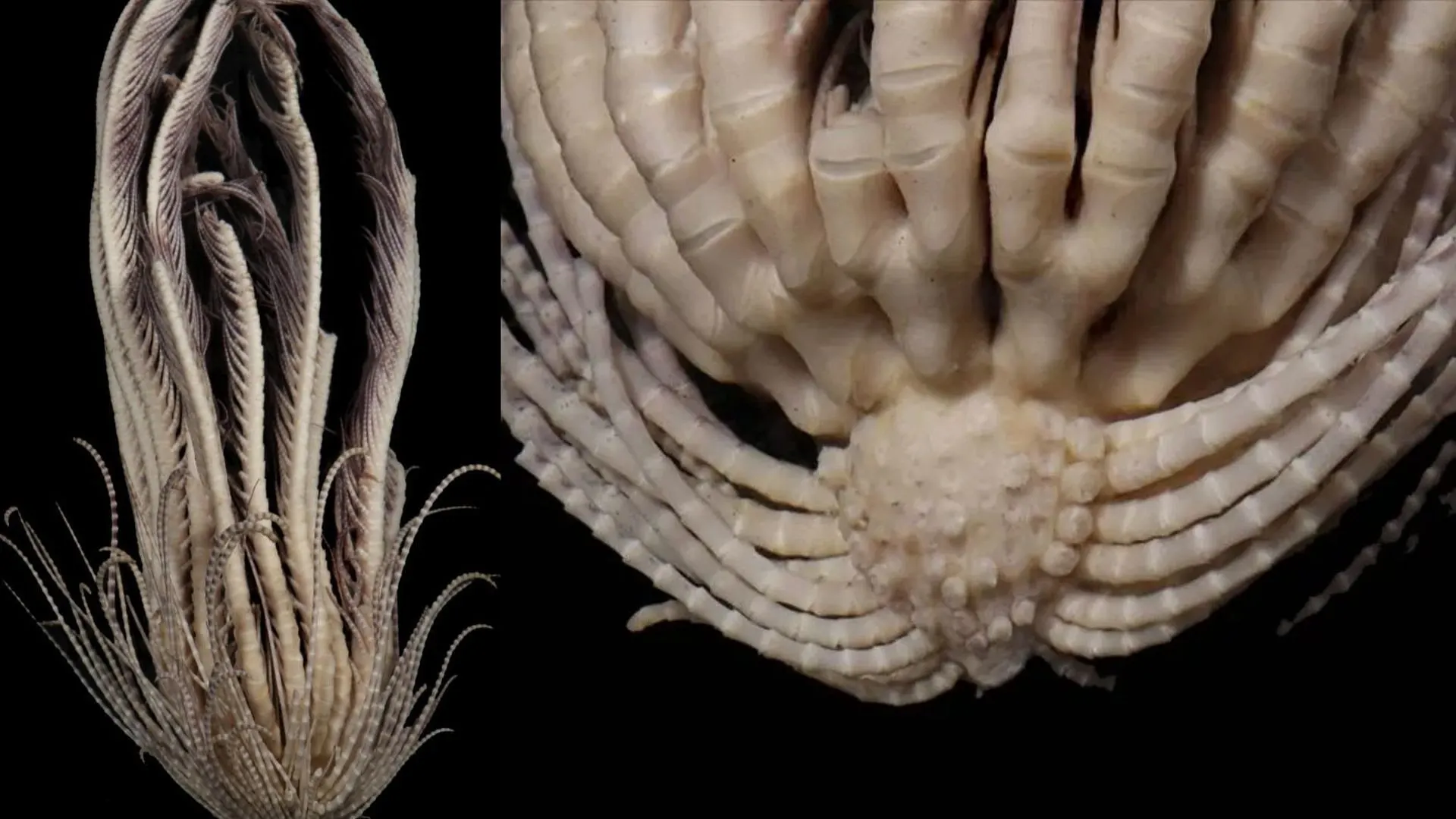 A new animal species found beneath the Antarctic seabed